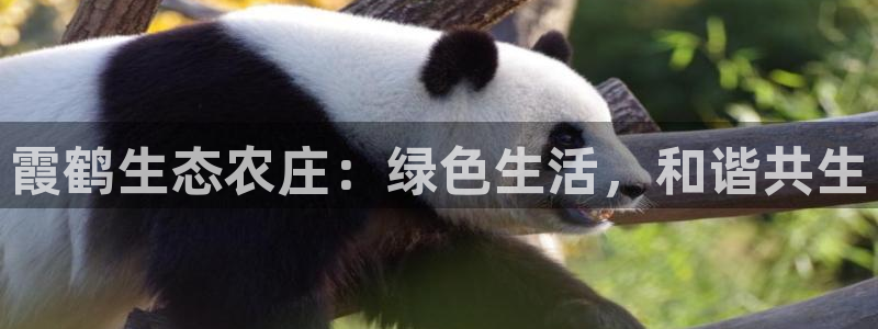 天辰娱乐平台地址在哪里